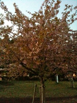 100313-1.jpg