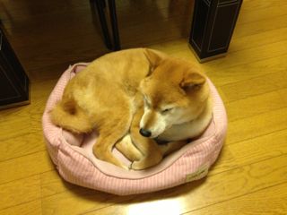 IMG_0803.jpg