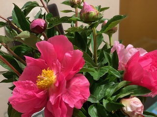 IMG_0976.jpeg