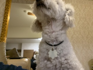 IMG_0981.jpeg