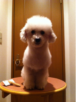 iphone/image-20120530172406.png