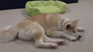 image-20130318230031.png