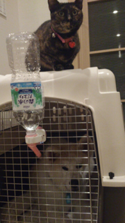 image-20130318230123.png