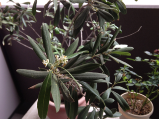 image-20130604153352.png